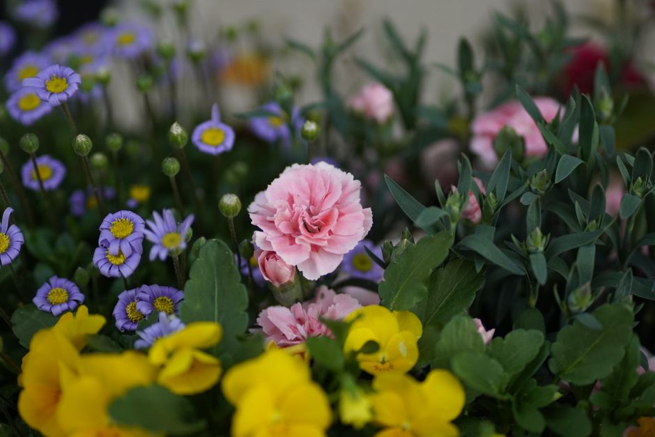 A close-up view of a floral arrangement featuring pink carnations with ruffled petals, surrounded by small purple daisies with yellow centers and bright yellow pansies, all set among lush green foliag