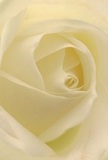 A close-up view of a single cream-white rose fills the entire frame, its petals opening in a slow, perfect spiral that draws the eye gently toward the centre. Each petal appears flawlessly shaped, with edges that curl inward in a poised, unhurried motion, like pages of a well-loved book folding over one another. The texture is soft and matte, yet with a creamy, almost satin quality that suggests the feeling of brushing your fingertips over fine silk or a fresh sheet. Light falls from one side in a delicate wash, skimming over the outer ivory petals and slipping into the inner folds, where it forms tiny pockets of shadow that deepen the rose's hypnotic depth. The tones are subtle and sophisticated: quiet shades of white, cream, and the faintest whisper of pale lemon, blending together without a single harsh line. There is a hushed, almost sacred calm to the image, the kind of serenity you might feel walking through a still corner of a garden in Whetstone at first light. The mood leans toward reverence and reflection, making this rose an ideal choice for sympathy arrangements, remembrance tributes, or a bouquet meant to soothe someone's heart. You can almost sense a gentle, clean fragrance hovering in the air-soft, sweet, and never overpowering. Every curve speaks of nature's quiet intelligence and the careful eye of a professional florist who knows how to let one perfect bloom carry the full weight of an emotion, whether it is admiration, apology, or a private message of love delivered discreetly across Whetstone's peaceful streets.